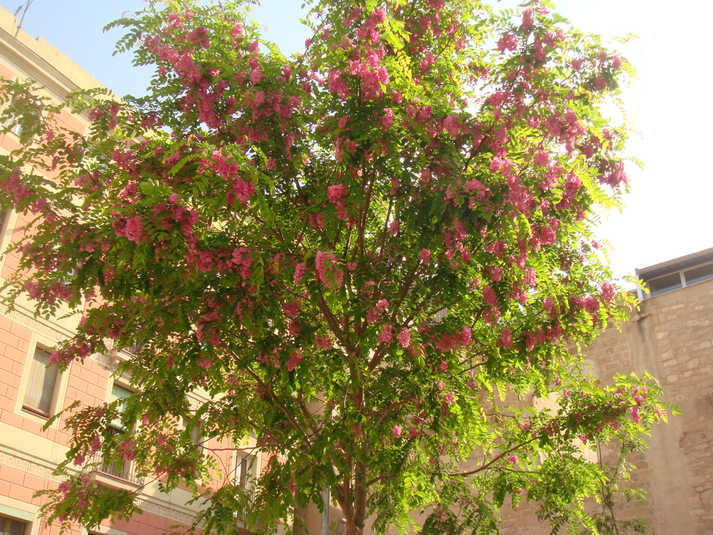 اقاقیای توپی(پیوندی)